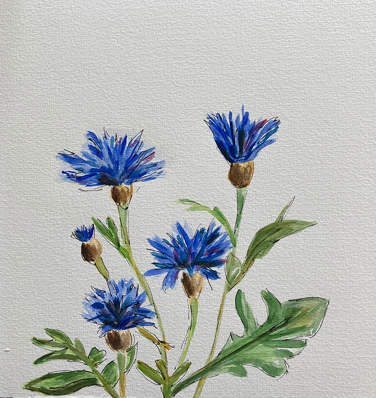 Kornblumen